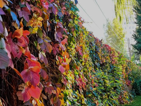 第六届兰州理工大学国际文化交流节