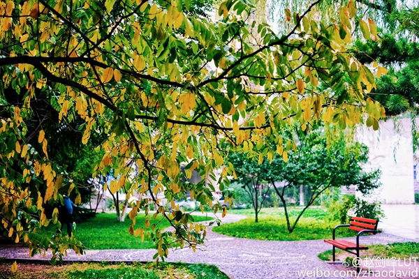 秋来工大风景美